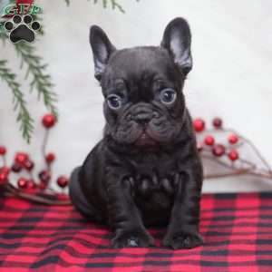 Hershey, French Bulldog Puppy